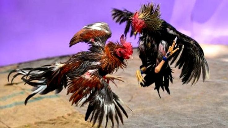 Sát trùng và băng bó sau khi Cắt Cựa Gà Bị Chảy Máu