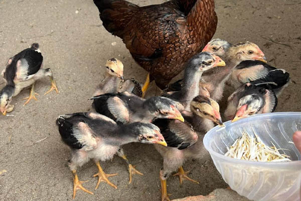 Cách Nuôi Gà Nòi Đá Cựa Sắt