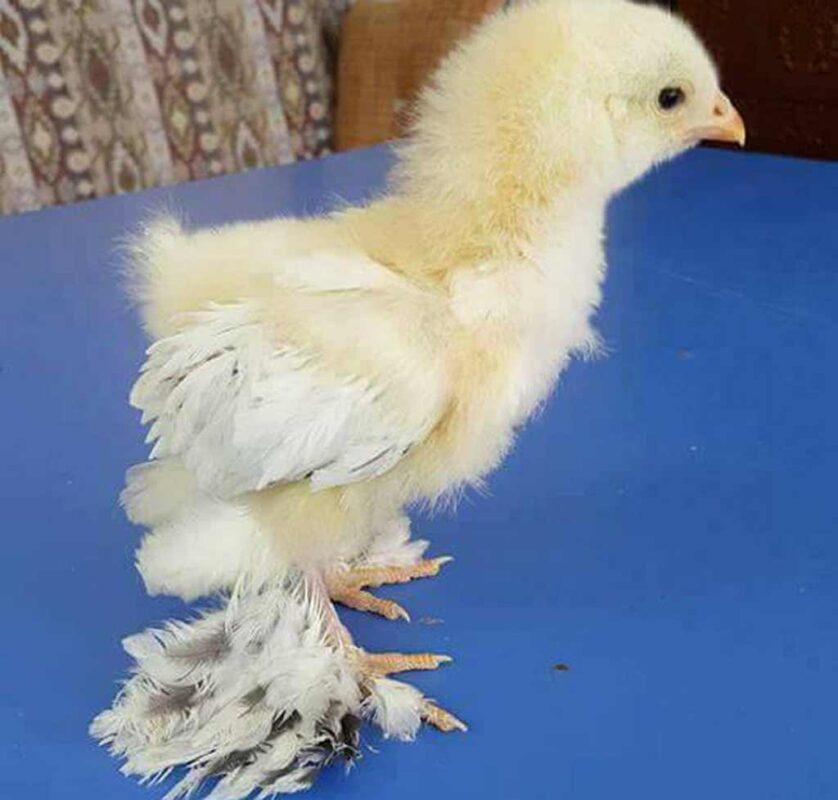 gà đá thay lông bao lâu tuiyf thuộc vào chế độ dinh dưỡng.